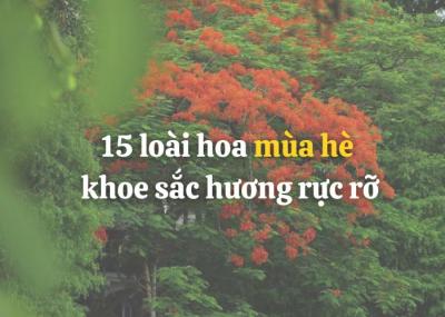 15 loài hoa của mùa hè đẹp, rực rỡ, chịu nắng nóng tốt