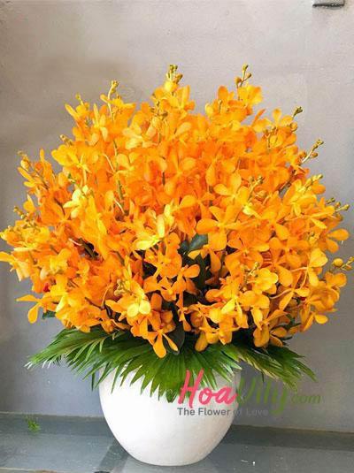 bình hoa lan Mokara vàng