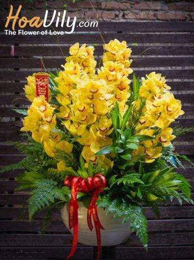 Chậu hoa địa lan - Tân niên phát tài
