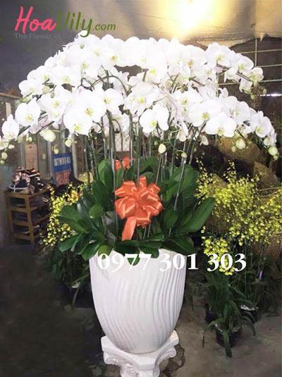 Chậu hoa lan hồ điệp trắng đẹp