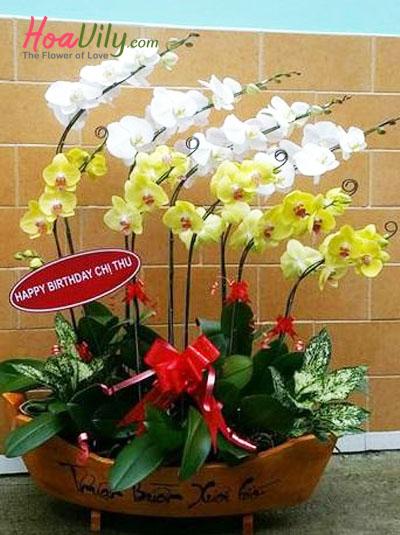 Chậu hoa lan hồ điệp trắng vàng kết hợp thuận buồm xuôi gió
