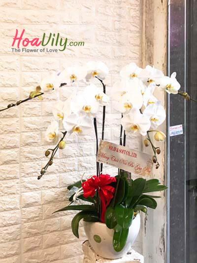 CHẬU LAN 4 CÀNH TRẮNG