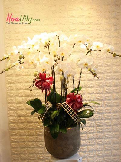 Chậu lan hồ điệp 10 cành - Chúc mừng đối tác