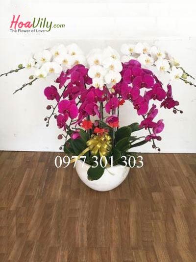 Chậu lan hồ điệp 14 cành trắng tím kết hợp: