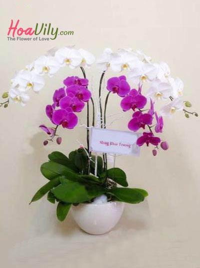 Chậu lan hồ điệp 4 cành trắng tim