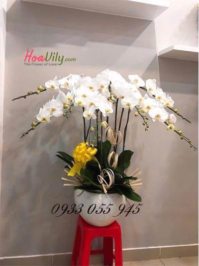 Chậu lan hồ điệp 8 cành trắng lộc đến nhà