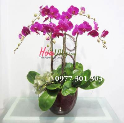Chậu lan hồ điệp - Chút lãng mạn