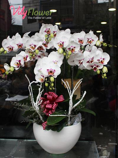 Chậu lan hồ điệp đẹp - Nét đẹp độc đáo