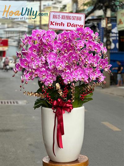 Chậu lan hồ điệp đột biến - Bức tranh sống động