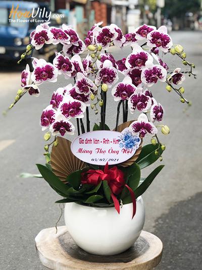 Chậu lan hồ điệp đột biến - Toàn phúc toàn thọ