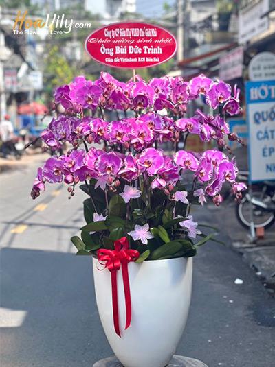Chậu lan hồ điệp đột biến - Vẻ đẹp kiều diễm