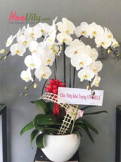 Chậu lan hồ điệp được ưa chuộng nhất