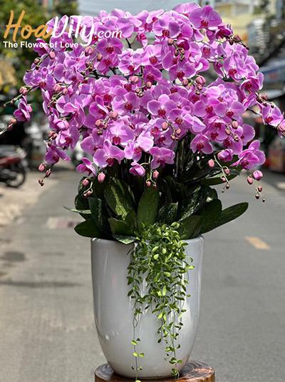 Chậu lan hồ điệp hồng - Cuộc sống an yên