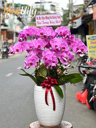 Chậu lan hồ điệp hồng - Đại phú đại phát