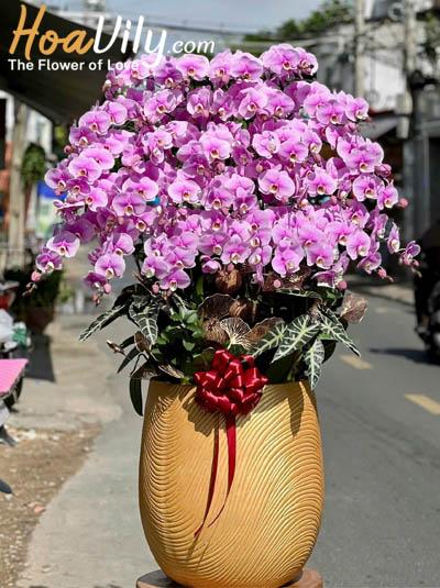 Chậu lan hồ điệp hồng - Khởi đầu may mắn