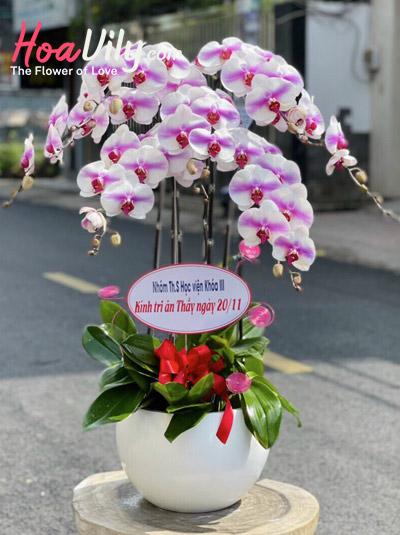 Chậu lan hồ điệp hồng đột biến - Muôn hoa đua nở