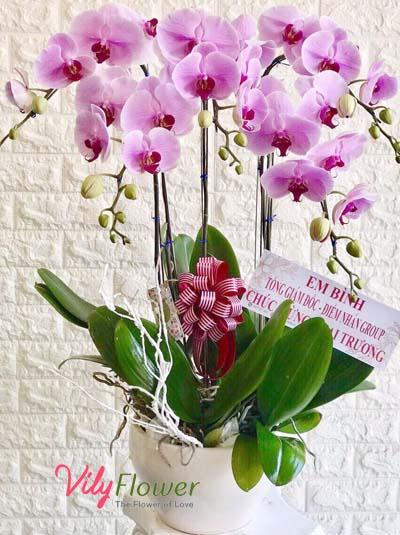 Chậu lan hồ điệp hồng phớt