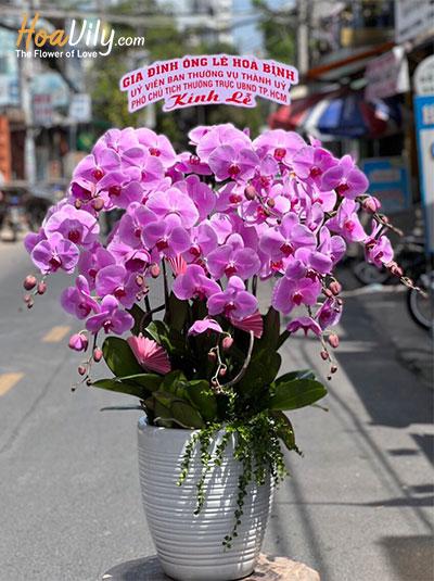 Chậu lan hồ điệp hồng - Phúc duyên tràn đầy