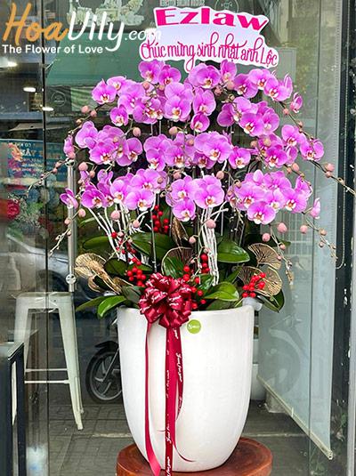 Chậu lan hồ điệp hồng - Thịnh vượng phát tài