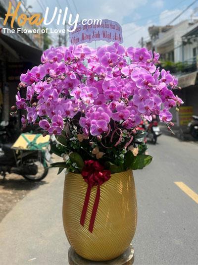 Chậu lan hồ điệp hồng - Trái ngọt