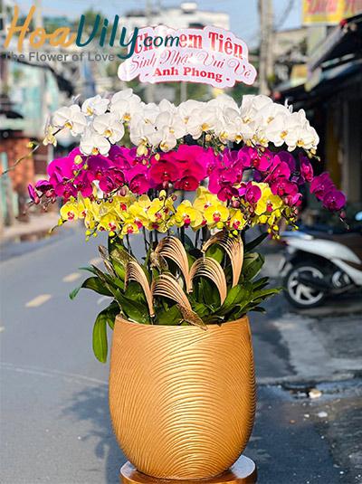 Chậu lan hồ điệp kết hợp - Giữ vững tiền tài