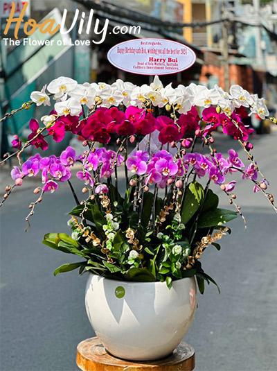 Chậu lan hồ điệp kết hợp - Hạnh phúc hòa hợp