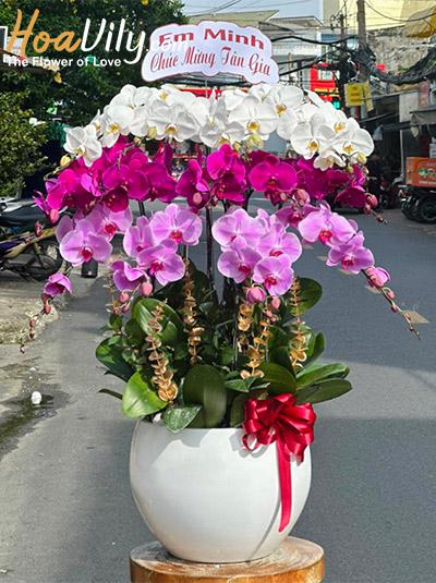Chậu lan hồ điệp kết hợp - Hạnh phúc vẹn toàn