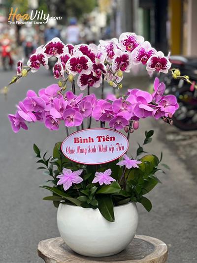 Chậu lan hồ điệp kết hợp - Hương sắc