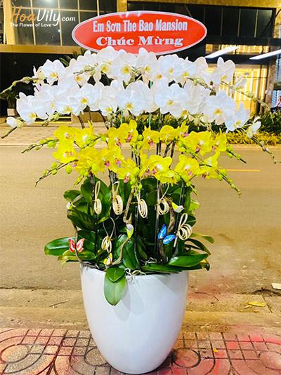 Chậu lan hồ điệp kết hợp - Huy hoàng vang danh