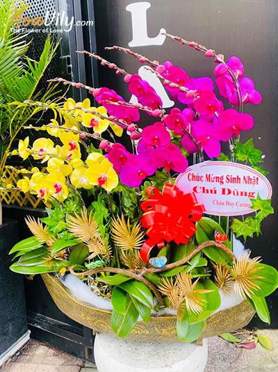 Chậu lan hồ điệp kết hợp - Khí chất thanh cao