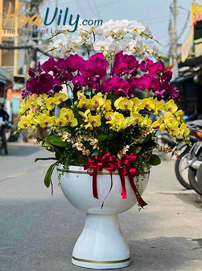 Chậu lan hồ điệp kết hợp - Lộc đầy túi