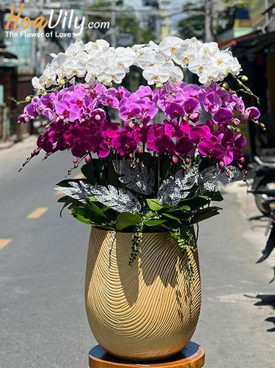 Chậu lan hồ điệp kết hợp - Lộc tài trù phú