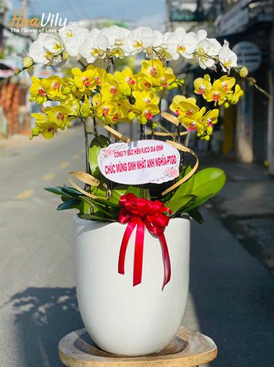 Chậu lan hồ điệp kết hợp - Màu của hạnh phúc