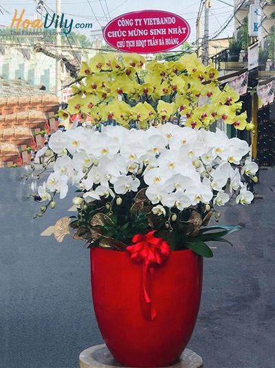 Chậu lan hồ điệp kết hợp - Món quà ý nghĩa