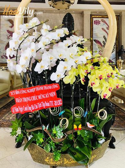 Chậu lan hồ điệp kết hợp - Nâng tầm đẳng cấp