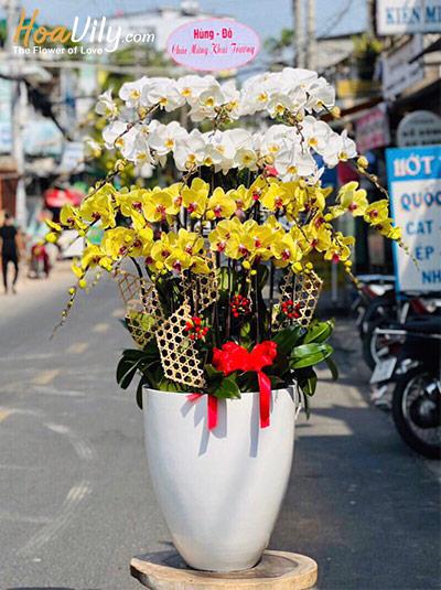 Chậu lan hồ điệp kết hợp - Quanh năm phát tài