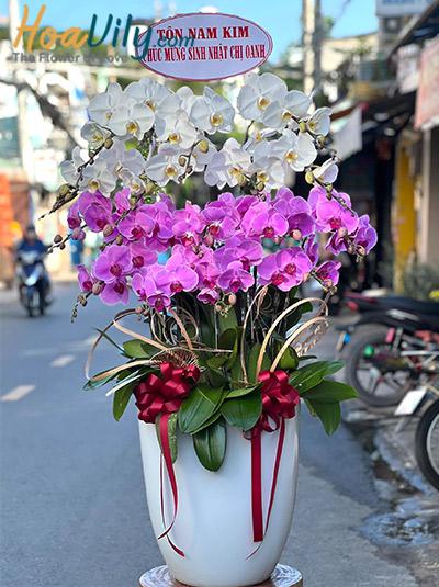 Chậu lan hồ điệp kết hợp - Sắc đẹp quý phái