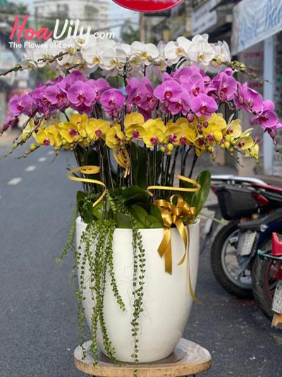 Chậu lan hồ điệp kết hợp - Sắc duyên