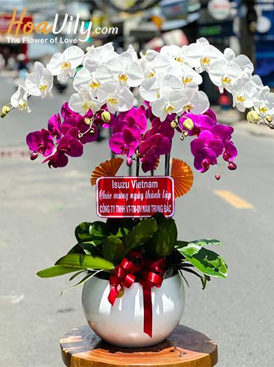 Chậu lan hồ điệp kết hợp - Sắc hương hòa quyện