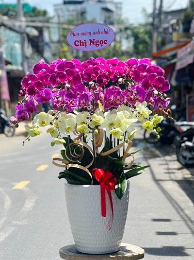 Chậu lan hồ điệp kết hợp - Sức sống