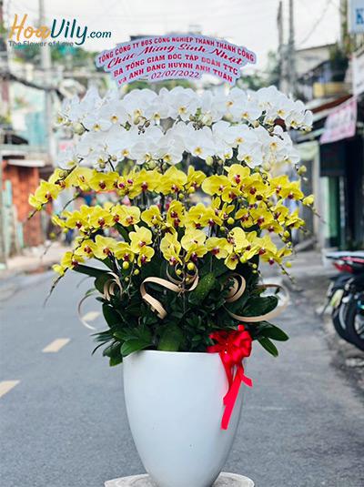 Chậu lan hồ điệp kết hợp - Tài lộc vô biên