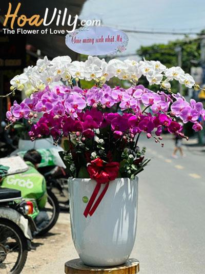 Chậu lan hồ điệp kết hợp - Thành công lớn