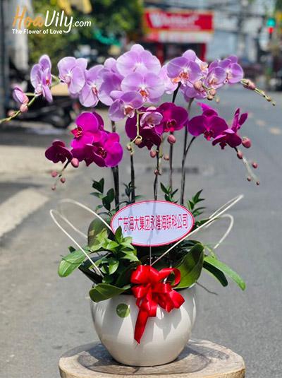 Chậu lan hồ điệp kết hợp - Tiền tài đại cát