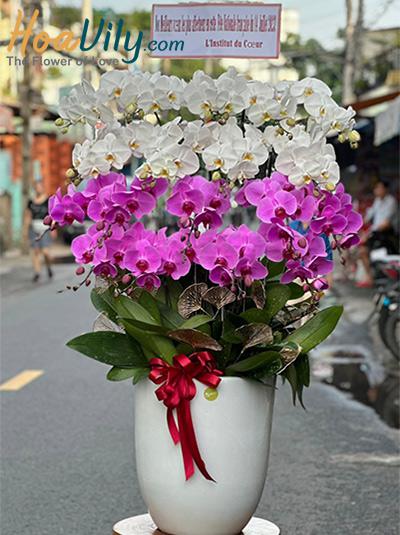Chậu lan hồ điệp kết hợp - Trăm hoa đua nở