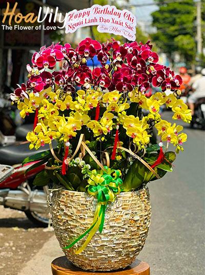 Chậu lan hồ điệp kết hợp - Trăm sự thành danh