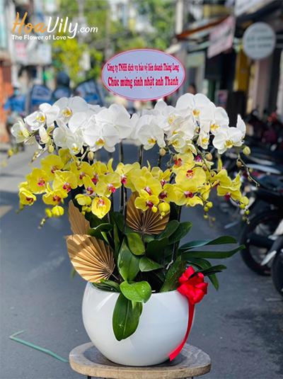 Chậu lan hồ điệp kết hợp - Tươi xanh