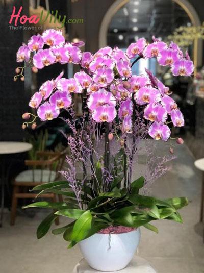 Chậu lan hồ điệp màu tím hồng đột biến - Độc đáo