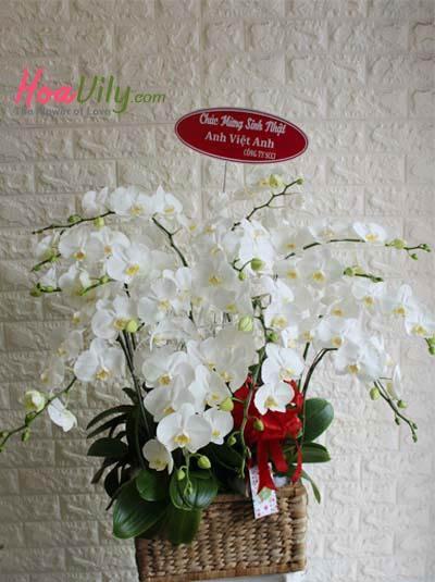 Chậu lan hồ điệp mini trắng - Niềm vui trao tay