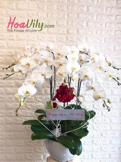 Chậu Lan hồ điệp rộn ràng đón xuân