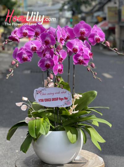 Chậu lan hồ điệp tím - Chúc thành công